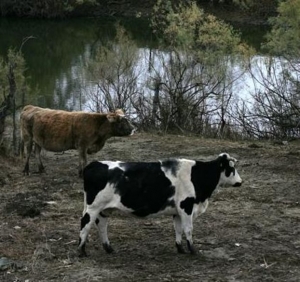 Η αδιαφορία απειλή για τα δάση και όχι η βόσκηση
