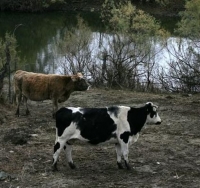 Η αδιαφορία απειλή για τα δάση και όχι η βόσκηση