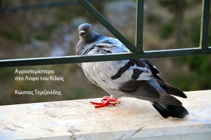 Αγριοπερίστερο του Κιλκίς