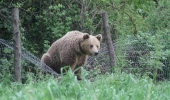 Αρκούδα εμφανίστηκε στο Αργος Ορεστικό