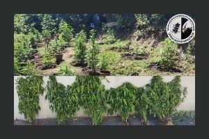Συνελήφθη άτομο για καλλιέργεια δενδρυλλίων κάνναβης - Κατασχέθηκαν 60 δενδρύλλια κάνναβης