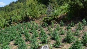Αποκάλυψη: Φυτεία με Κάνναβη Σε Δύσβατη Περιοχή στην Κοζάνη