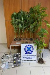 Αστυνομικοί της Παιονίας συνέλαβαν στη Θεσσαλονίκη άνδρα να καλλιεργεί 14 δενδρύλλια κάνναβης