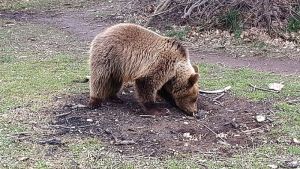 Ανησυχία στον Δήμο Ωραιοκάστρου λόγω εμφάνισης αρκούδας