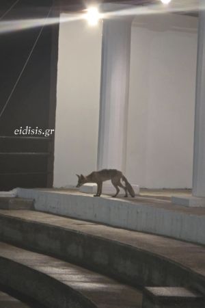 Μετά το γήπεδο η αλεπού του Κιλκίς πάει θέατρο!