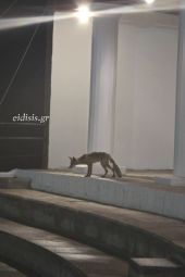 Μετά το γήπεδο η αλεπού του Κιλκίς πάει θέατρο!