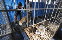 Ισραήλ: Υπουργός ζητά να εξορίζονται τα αδέσποτα και ξεσπά σάλος