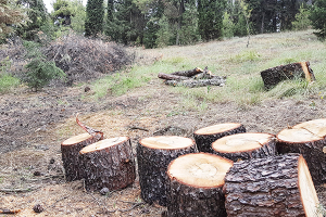 Κόβουν τα ξερά πεύκα για να γλιτώσουν τα χλωρά