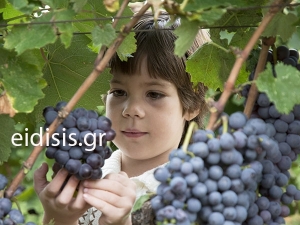 Χειρότερο τρύγο δεν έζησαν οι αμπελουργοί της Γουμένισσας