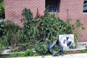 Αστυνομικοί της Ασφάλειας Κιλκίς συνέλαβαν στην Πέλλα καλλιεργητή κάννναβης
