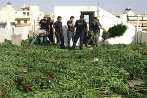 Δενδρύλλια κάνναβης στις φυλακές Κασσάνδρας