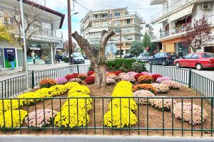 Με χρυσάνθεμα στολίστηκε ο δημόσιος χώρος του Κιλκίς