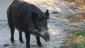 Εντοπίστηκε αγριογούρουνο στο άλσος των Συκεών