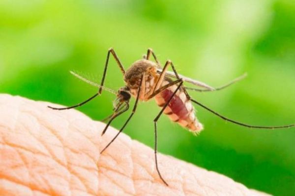 Μέτρα προφύλαξης από τα κουνούπια και από τον ιό του Δυτικού Νείλου