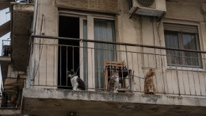 Θεσσαλονίκη: 49χρονη είχε δεμένες τρεις γάτες στο μπαλκόνι της – Πρόστιμο 17.600 ευρώ