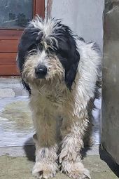 Παθητική κακοποίηση σκύλου στο Πολύκαστρο Κιλκίς