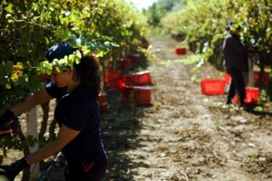 Μην πετάς ό,τι περισσεύει από το χωράφι