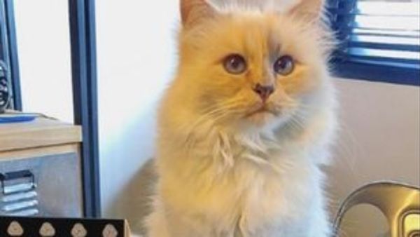 ΗΠΑ: Αγνοούμενη γάτα βρέθηκε μετά από εννιά χρόνια και 1610 χιλιόμετρα μακριά