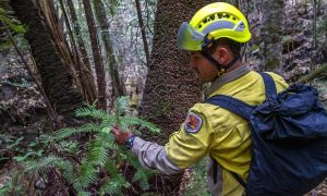 Αυστραλία: Γυναίκα έπινε κρασί για πέντε μέρες σερί και κατάφερε να επιζήσει στο δάσος (ΒΙΝΤΕΟ)