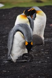 Καίγονται τα ζώα στην Ανταρκτική – Εκτεθειμένα πάνω από έναν χρόνο σερί στην τρύπα του όζοντος