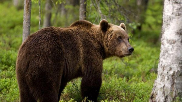 Ιταλία: Αναβολή στη θανάτωση αρκούδας με απόφαση δικαστηρίου