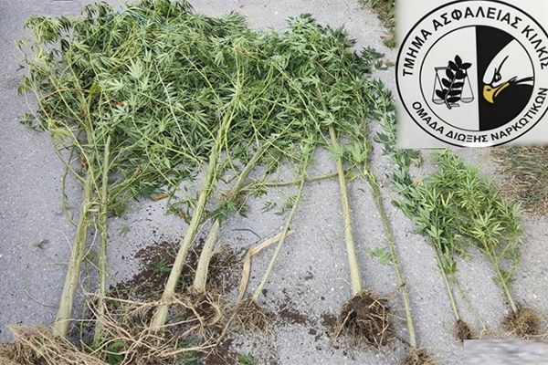 Καλλιεργητής 11 δενδρυλλίων εντοπίστηκε από την Ασφάλεια Κιλκίς