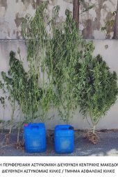 Αστυνομικοί του Κιλκίς συνέλαβαν στις Σέρρες δυο άτομα με 9 δενδρύλλια κάνναβης