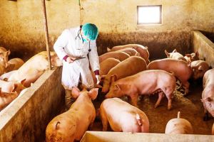 Οδηγίες της ΠΕ. Κιλκίς για την αντιμετώπιση της Αφρικανικής πανώλης των χοίρων