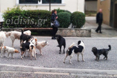 Αγέλη αδέσποτων σκύλων «εισέβαλε» στο Κιλκίς και απομακρύνθηκε με προσπάθειες του δήμου