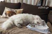 Ο γάτος, τα ανατομικά μαξιλάρια της ΑΝΑΤΟΜΙΚ και οι ΕΙΔΗΣΕΙΣ