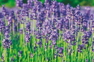 «Γη και Εργασία»: δωρεάν σεμινάρια από την Περιφέρεια Αττικής