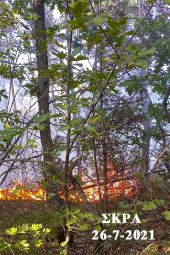 Υπό μερικό έλεγχο η πυρκαγιά στο δάσος του Σκρα