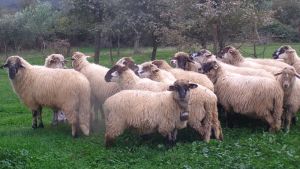 Η ευλογιά απειλεί την εξαφάνιση σπάνιων αυτόχθονων φυλών αιγοπροβάτων