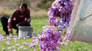 Προβληματικές οι προσδοκίες για την παραγωγή κρόκου Κοζάνης