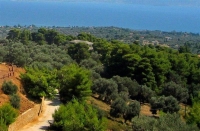 Προωθούνται ρυθμίσεις για τη νομιμοποίηση των παρανόμων εκχερσωμένων δασών