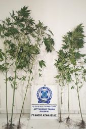 Αστυνομικοί της Παιονίας ξερίζωσαν δενδρύλλια κάνναβης στην Ημαθία