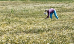 1,3 δισ. ευρώ για τους αγρότες στις Περιφέρειες
