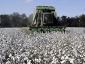 Ανακοίνωση για φυτοπροστασία στη βαμβακοκαλλιέργεια