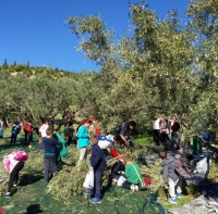 «Λιομάζωμα» και παραγωγή ελαιολάδου από μαθητές στη Γλυφάδα