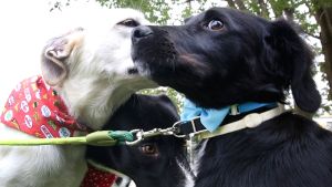 Η κακοποίηση ζώων από ανηλίκους: Σημάδι βαθιάς αντικοινωνικής συμπεριφοράς