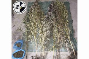 Συνελήφθησαν 2 άτομα στο Κιλκίς για καλλιέργεια κάνναβης - Κατασχέθηκαν 9 δενδρύλλια