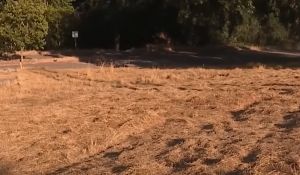 Φρικτό δυστύχημα Καλιφόρνια: 27χρονη άστεγη μητέρα κατακρεουρθήγηθηκε από τρακτέρ