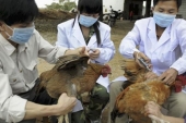Προληπτικά μέτρα προστασίας των πουλερικών από τη γρίπη των πτηνών