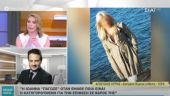 Βιτριόλι - Δικηγόρος Ιωάννας: Δεν είναι ψυχική ασθένεια η κακία και η ζήλια
