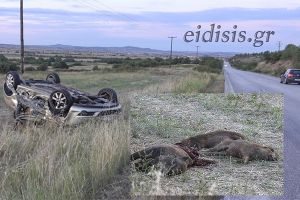 Πέντε ομάδες κυνηγών από την Κυριακή εξοντώνουν αγριογούρουνα στο λεκανοπέδιο Μουριών-Δοϊράνης με απόφαση του Δασαρχείου Κιλκίς