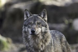Θεσσαλονίκη – Επανομή: Ανήσυχοι οι κάτοικοι με την εμφάνιση λύκων