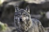 Θεσσαλονίκη – Επανομή: Ανήσυχοι οι κάτοικοι με την εμφάνιση λύκων