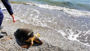 Θεσσαλονίκη: Νεκρή εντοπίστηκε χελώνα καρέτα-καρέτα