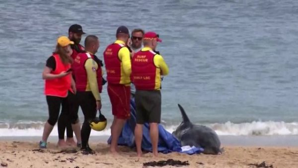 Αυστραλία: Έκλεισαν παραλίες στο Σίδνεϊ μετά από επίθεση καρχαριών σε δελφίνι (vid)