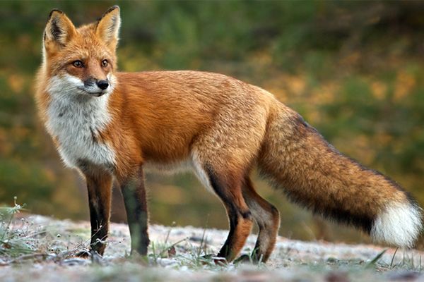 Ξεκινά ο εμβολιασμός των κόκκινων αλεπούδων στην Π.Ε. Κιλκίς